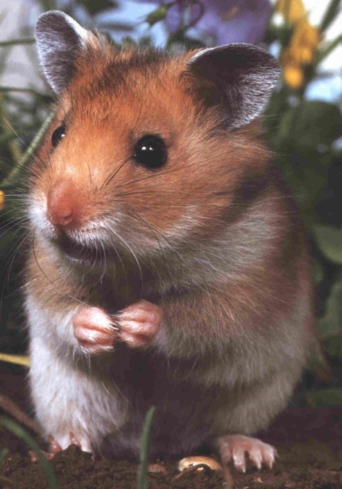 image: hamster